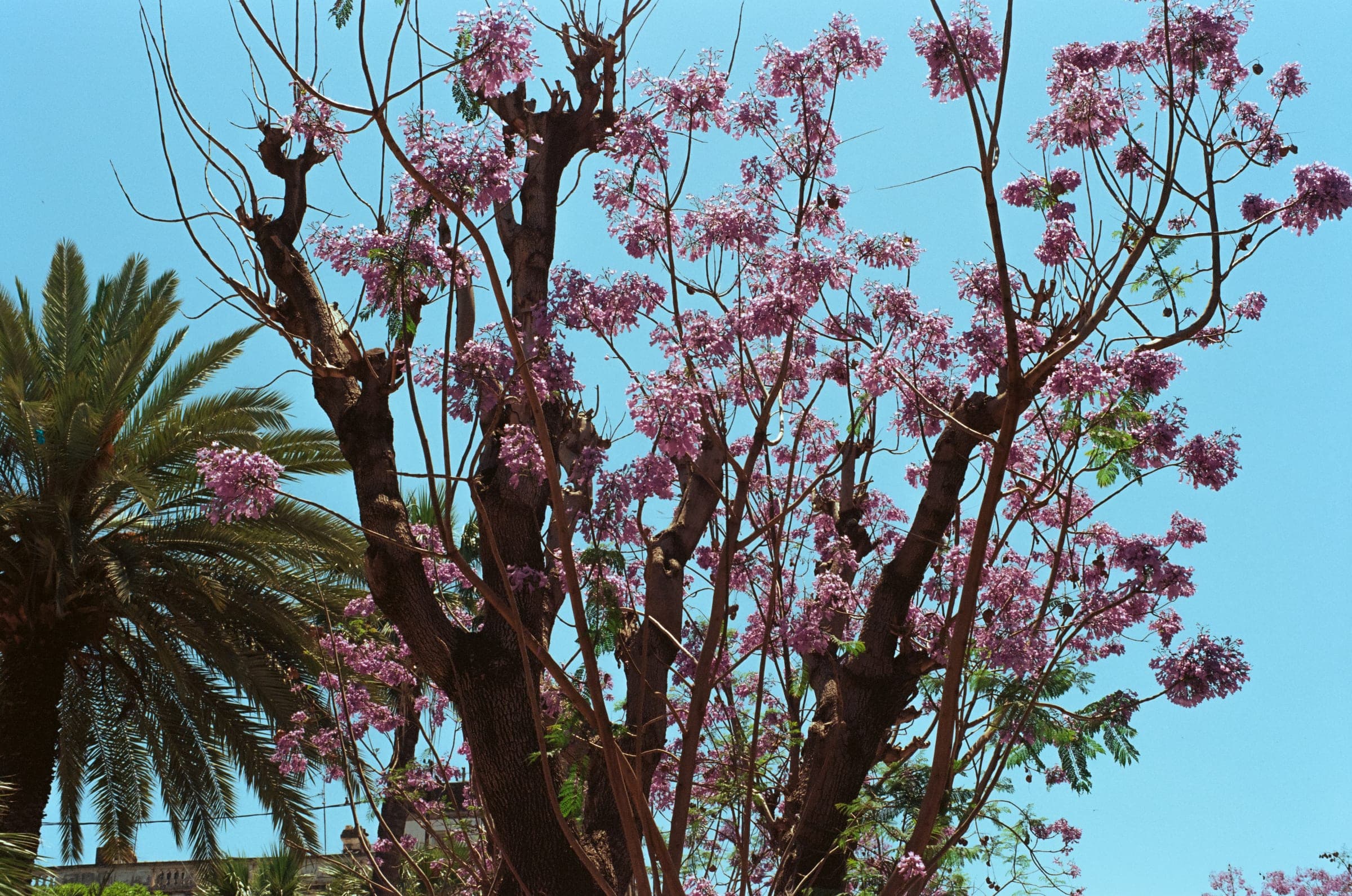 Un arbre en fleurs roses contre le ciel, un palmier derrière.