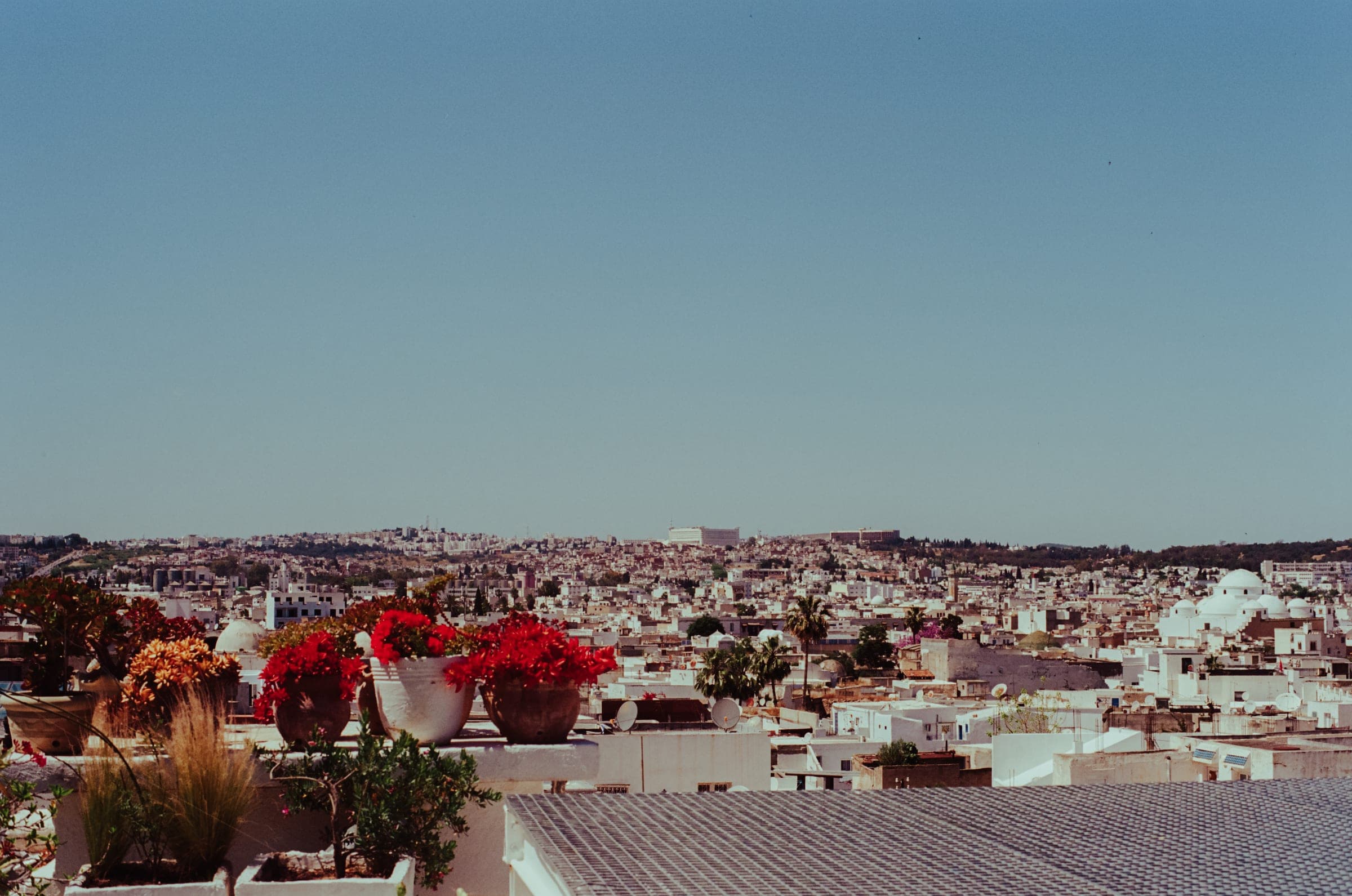 Les toits de Tunis depuis une terrasse fleurie de bougainvilliers.
