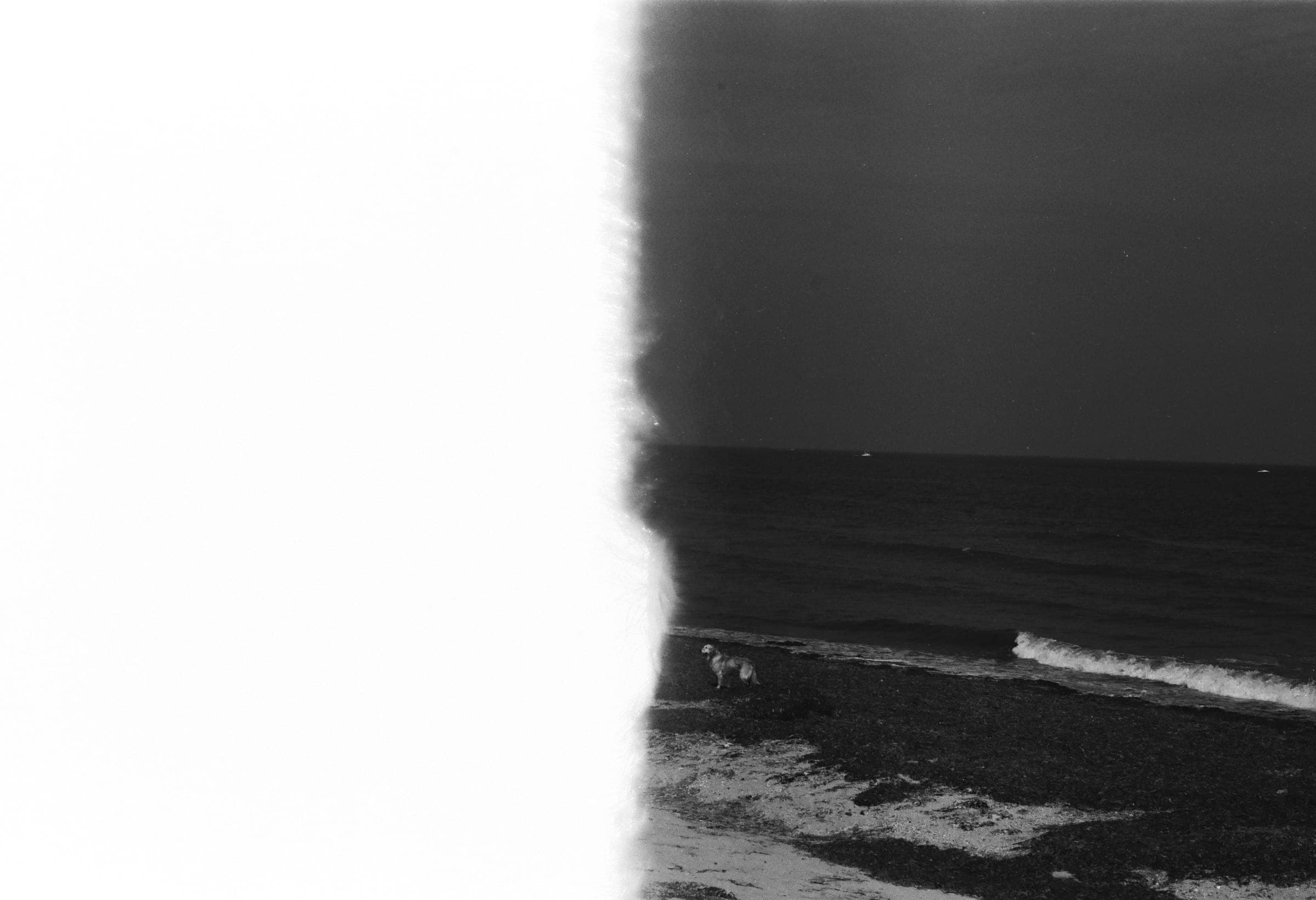 La moitié gauche du cadre brûlée par la lumière. À droite, un chien seul sur la grève face aux vagues.