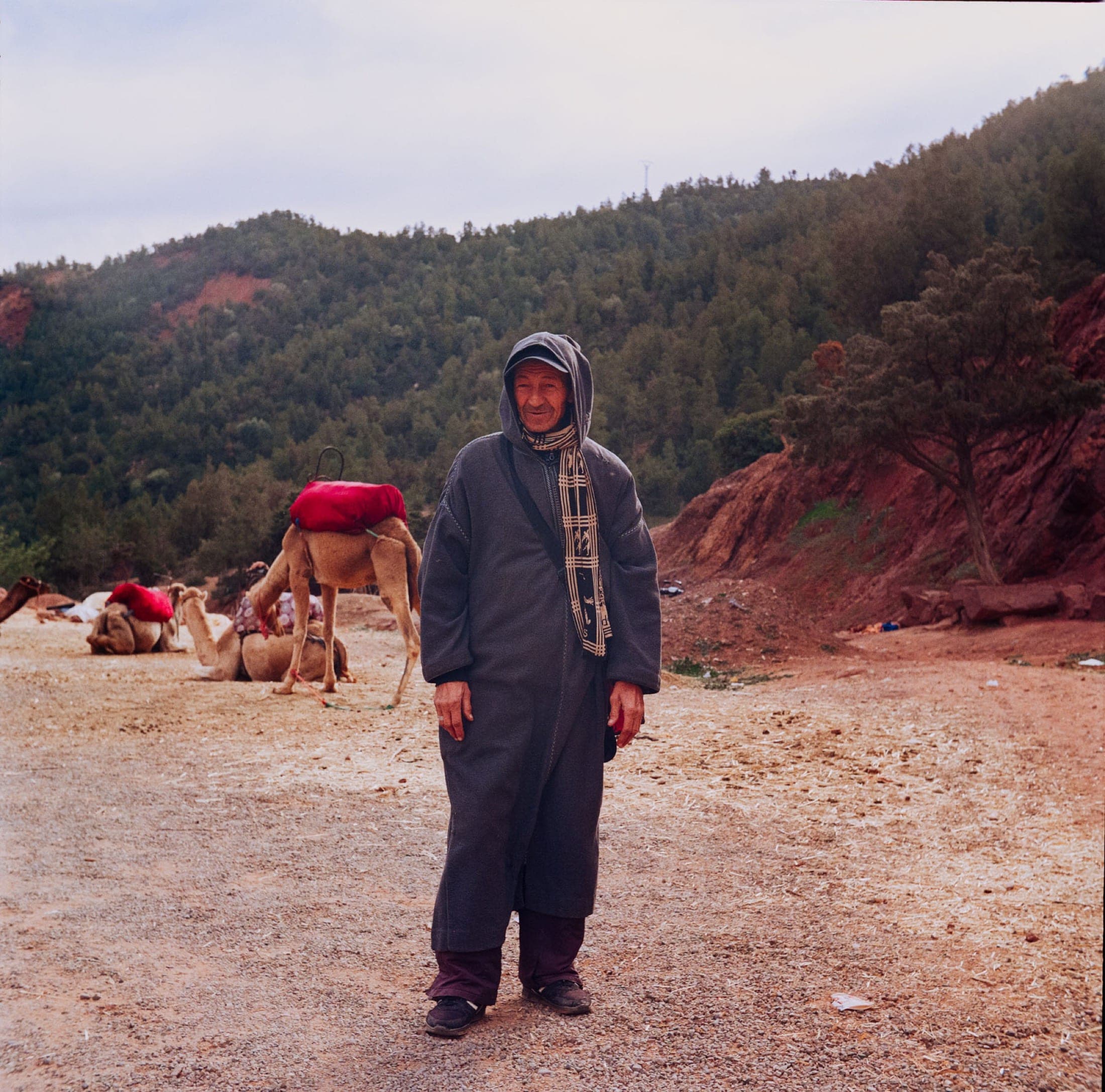 Portrait d'un homme en djellaba grise à capuche, deux dromadaires sellés au repos derrière lui, collines rouges et forêt.